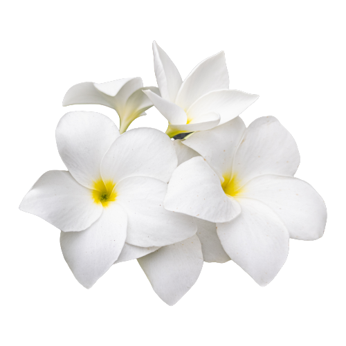 frangipani flower