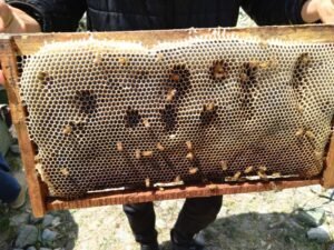 Honeycomb frame with capped honey cells from Hunza Healthy Honey's hives in Gilgit-Baltistan