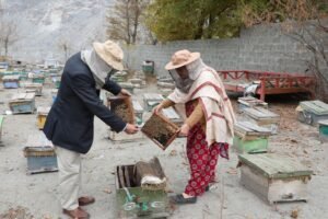 Raw honeycomb and beekeeping at Hunza Healthy Honey's apiary in Gilgit-Baltistan