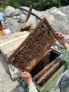 Beekeeper inspecting a honey frame at Hunza Healthy Honey's apiary in Gilgit-Baltistan