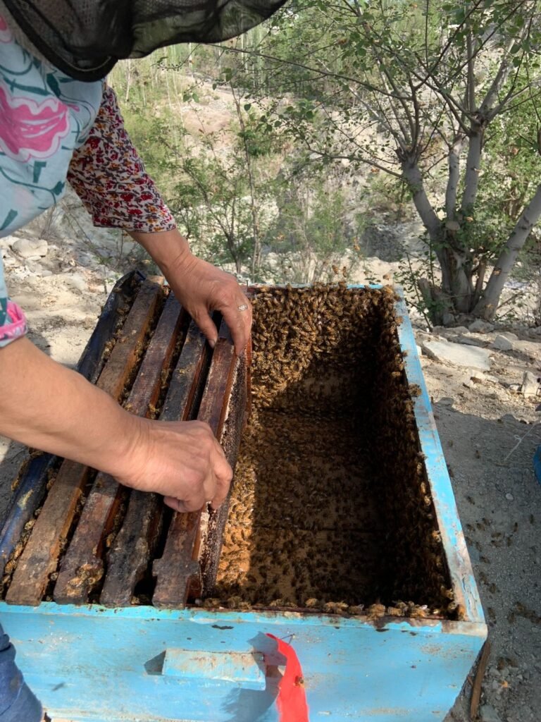 Raw honeycomb frame covered in bees from a Gilgit-Baltistan beehive